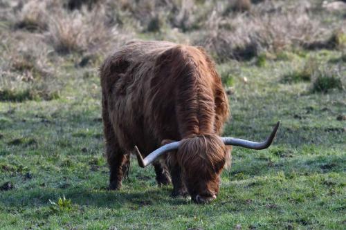 Vache Highland