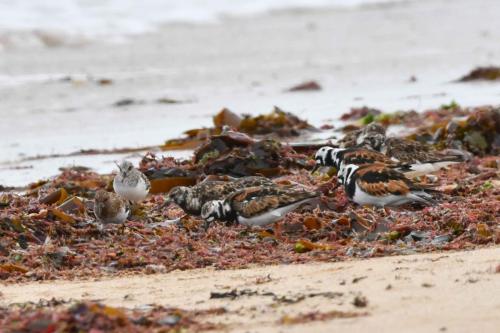 Bécasseaux sanderlings et Tournepierres à collier