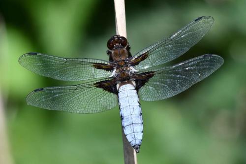 Libellule déprimée (mâle) (Libellula depressa)