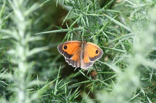 Amaryllis (Pyronia tithonus)