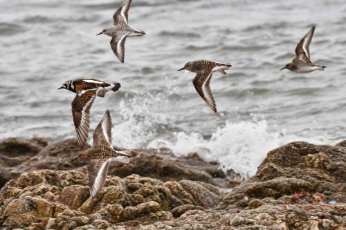 Bécasseaux sanderlings et Tournepierre à collier