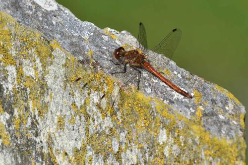 Sympétrum strié (Sympetrum striolatum)