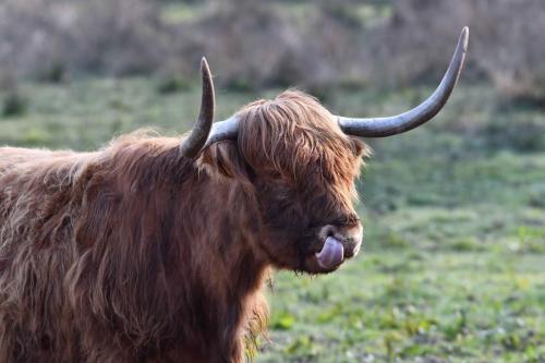 Vache Highland