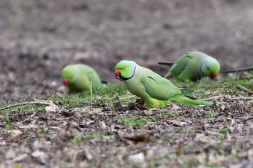 Perruches à collier