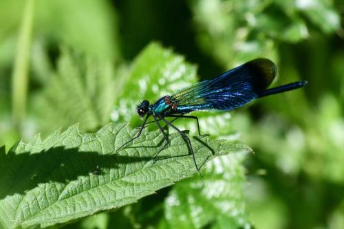 Caloptéryx éclatant (Calopteryx splendens)
