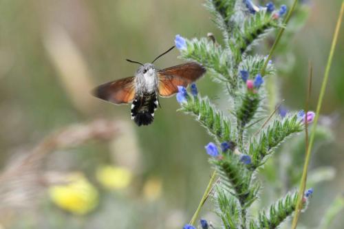 Moro sphynx (Macroglossum stellatarum)