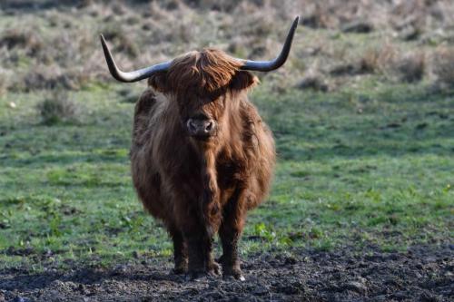 Vache Highland