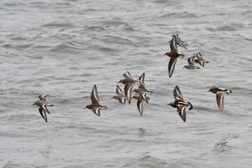 Bécasseaux sanderlings et Tournepierres à collier
