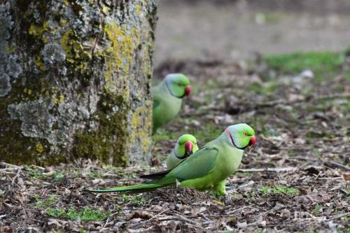 Perruches à collier