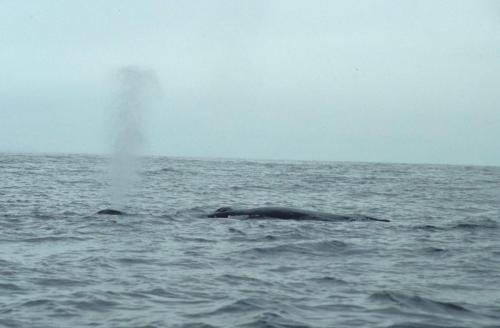 Baleine à bosse