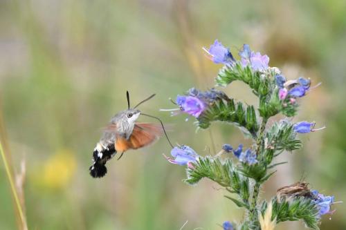 Moro sphynx (Macroglossum stellatarum)