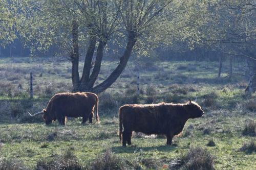 Vaches Highland