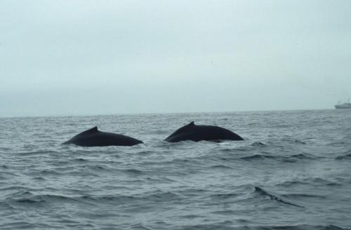 Baleines à bosse