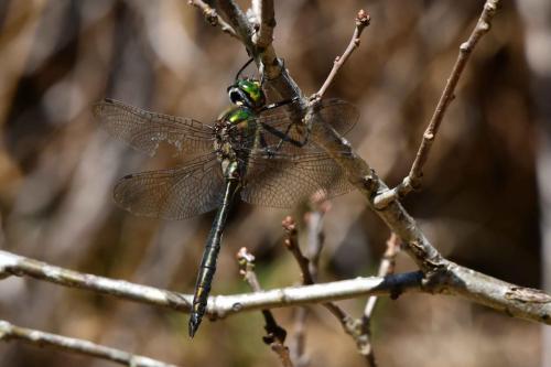 Cordulie métallique (Somatochlora metallica)
