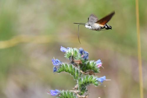 Moro sphynx (Macroglossum stellatarum)