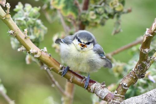 Jeune Mésange bleue