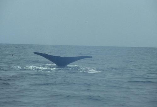 Baleine à bosse