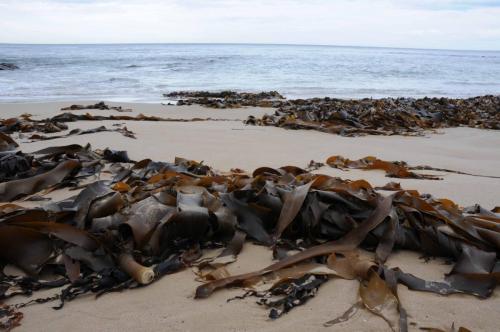 Kelp rejeté sur la plage