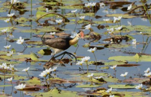 Jacana à crête avec un jeune