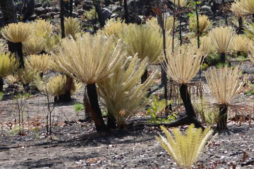 Cycads (genre de palmier) qui ne se trouvent que dans le nord de l'Australie - ici malheureusement brulés 