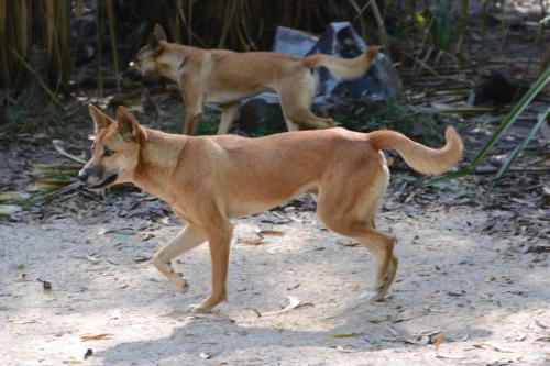 Dingo dans le parc animalier