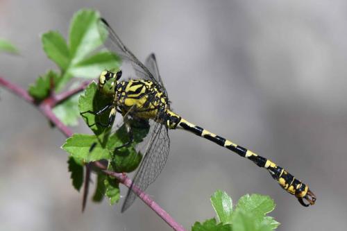 Gomphe à pinces (Onychogomphus forcipatus) Male