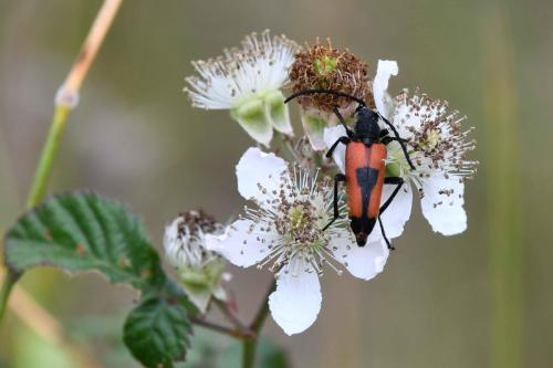 Lepture porte-cœur (Stictoleptura cordigera)