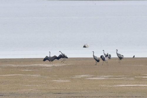 Grues cendrées sur le lac