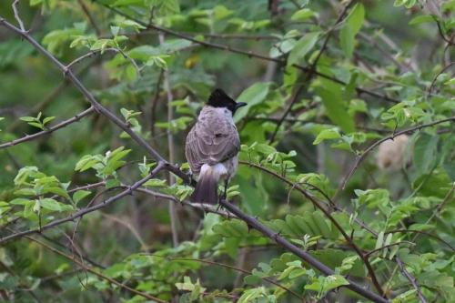 Bulbul cul-d'or