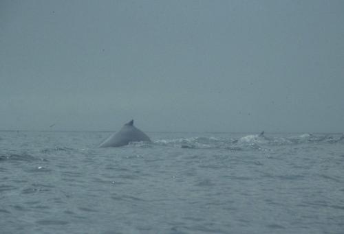 Baleines à bosse