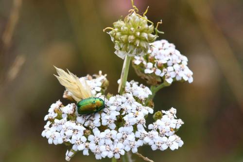 Cryptocephalus sericeus