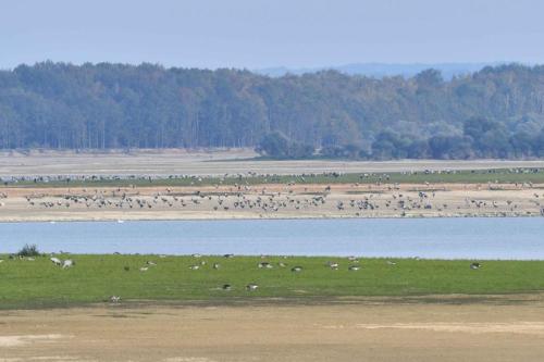 Grues cendrées et oies cendrées sur le lac