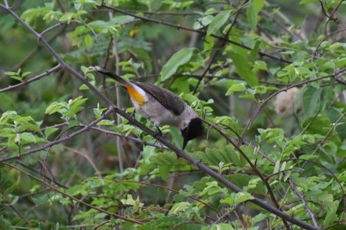 Bulbul cul-d'or