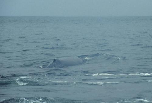 Baleine à bosse