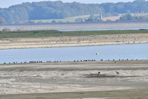 Grues cendrées sur le lac