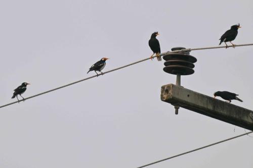 Etourneaux pies et Grands Martins
