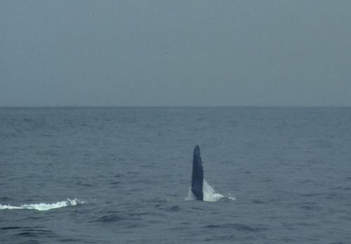Baleine à bosse