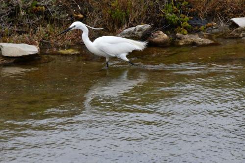 Aigrette garzette