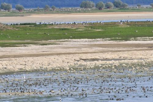 Grues cendrées, oies cendrées, canards sur le lac