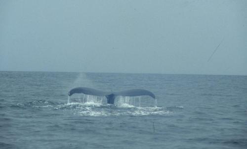 Baleine à bosse
