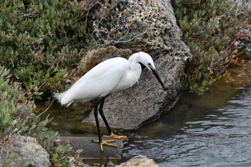 Aigrette garzette