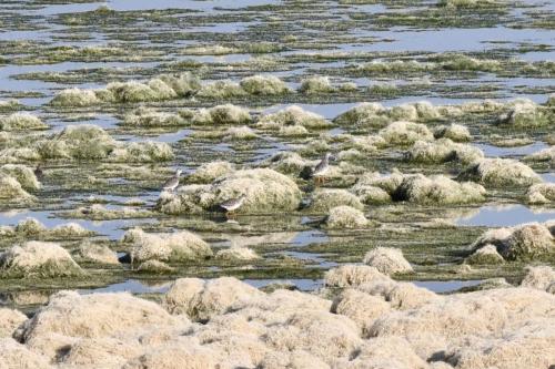 Chevaliers arlequins