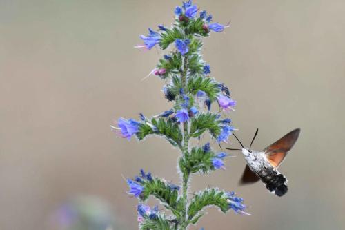 Moro sphynx (Macroglossum stellatarum)