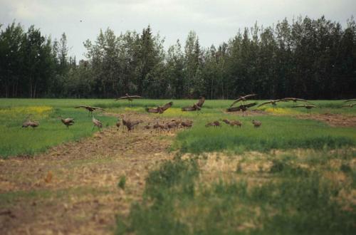 Fairbanks - Grues du Canada
