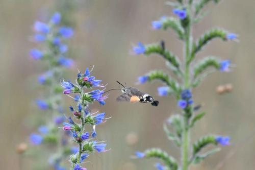 Moro sphynx (Macroglossum stellatarum)