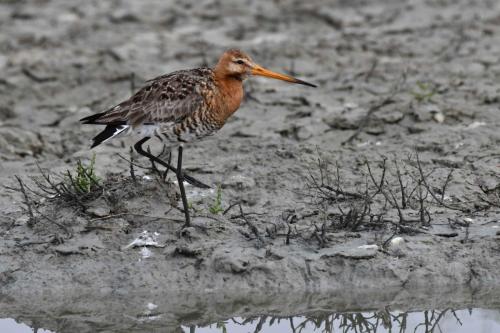 Barge à queue noire