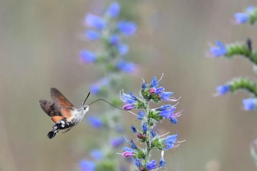 Moro sphynx (Macroglossum stellatarum)
