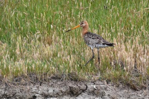 Barge à queue noire