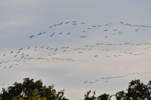 Arrivée des grues cendrées sur le lac le soir