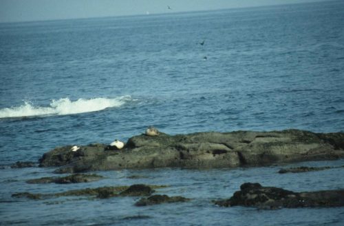 Eiders à duvet